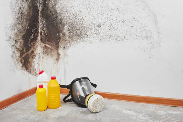 Crawl Space Mold Removal in Marseilles, IL