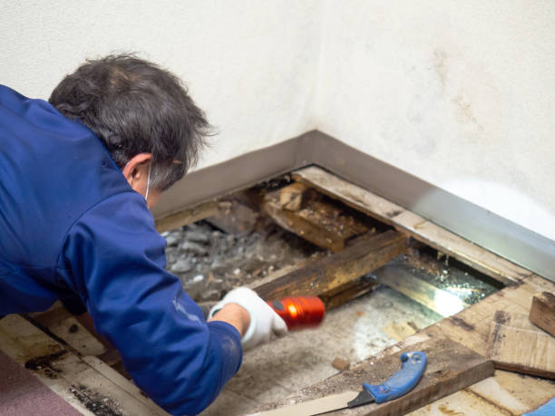 Best Toxic Mold Removal  in Marseles, IL