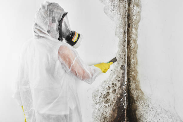 Best Crawl Space Mold Removal  in Marseles, IL
