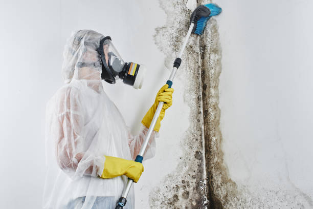 Best Mold Testing  in Marseles, IL