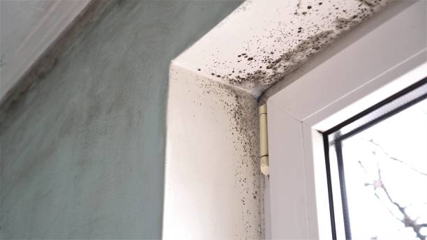 Best Commercial Mold Removal  in Marseles, IL