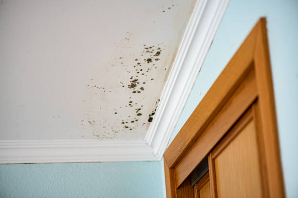 Best Mold Removal Company Near Me  in Marseles, IL