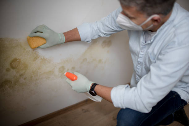 Best Same-Day Mold Removal  in Marseles, IL