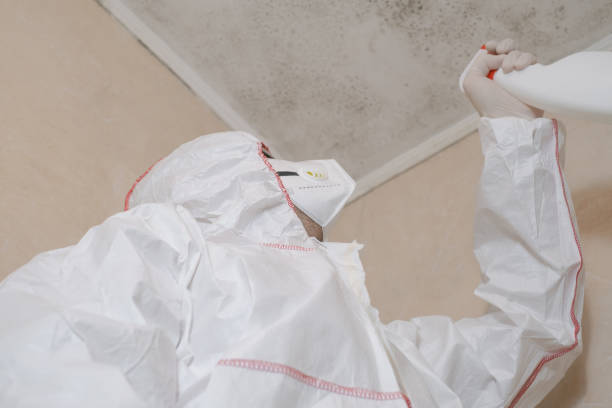 Best Black Mold Removal  in Marseles, IL