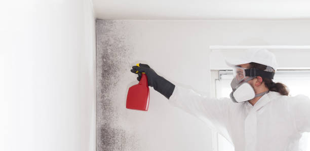 Best Mold Inspection  in Marseles, IL