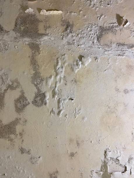 Mold Removal and Inspection in Marseilles, IL