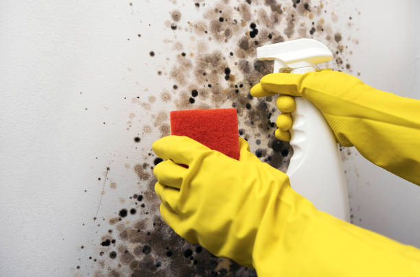 Best Commercial Mold Removal  in Marseles, IL