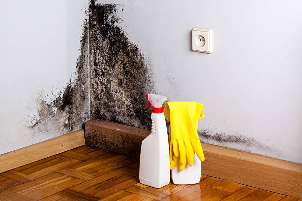 Best Local Mold Removal Service  in Marseles, IL
