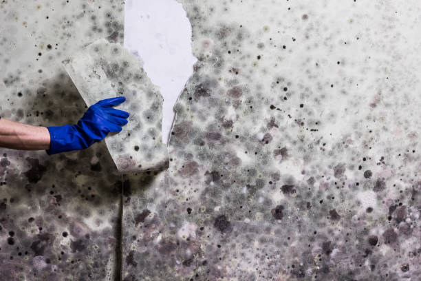 Best Home Mold Removal  in Marseles, IL