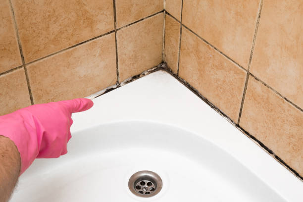 Best Mold Damage Repair  in Marseles, IL